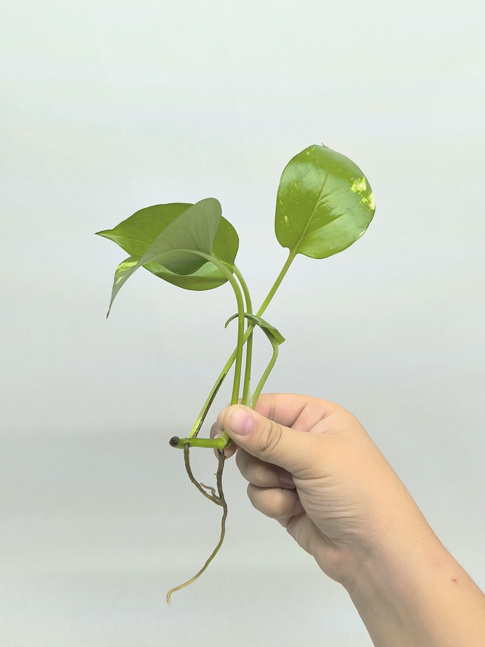 GOLDEN POTHOS Rooted Cuttings Bare Root Plants, Variegated Vine Houseplant QTY 4